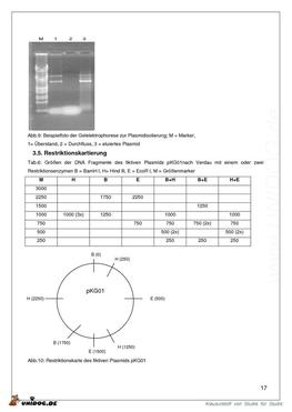 Vorschaubild 6